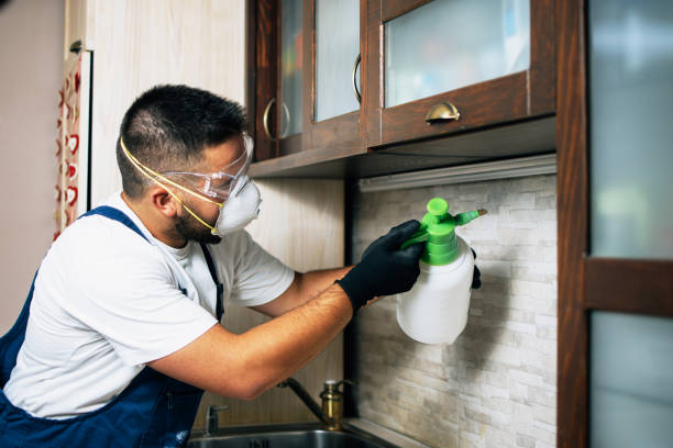 Best Local Pest Control Services  in Basye, VA