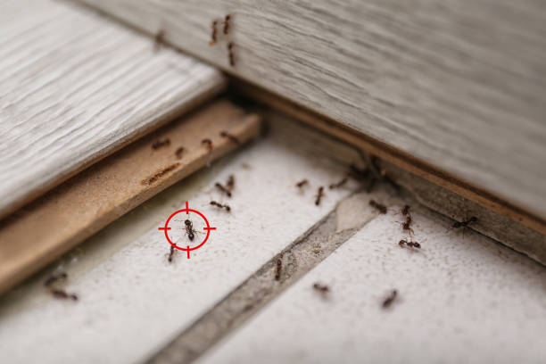 Best Pest Inspection Near Me  in Basye, VA