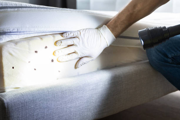 Best Wasp Removal Services  in Basye, VA