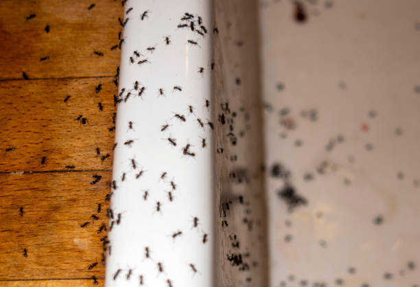 Best Wildlife Control Services  in Basye, VA