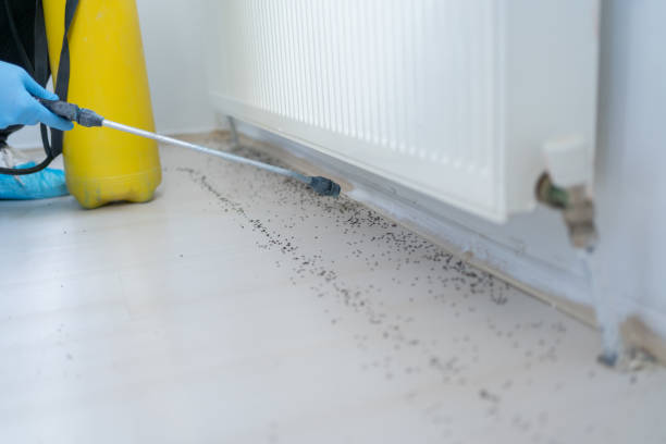 Best Affordable Exterminators  in Basye, VA