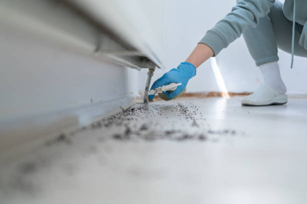 Best Rat Extermination Near Me  in Basye, VA